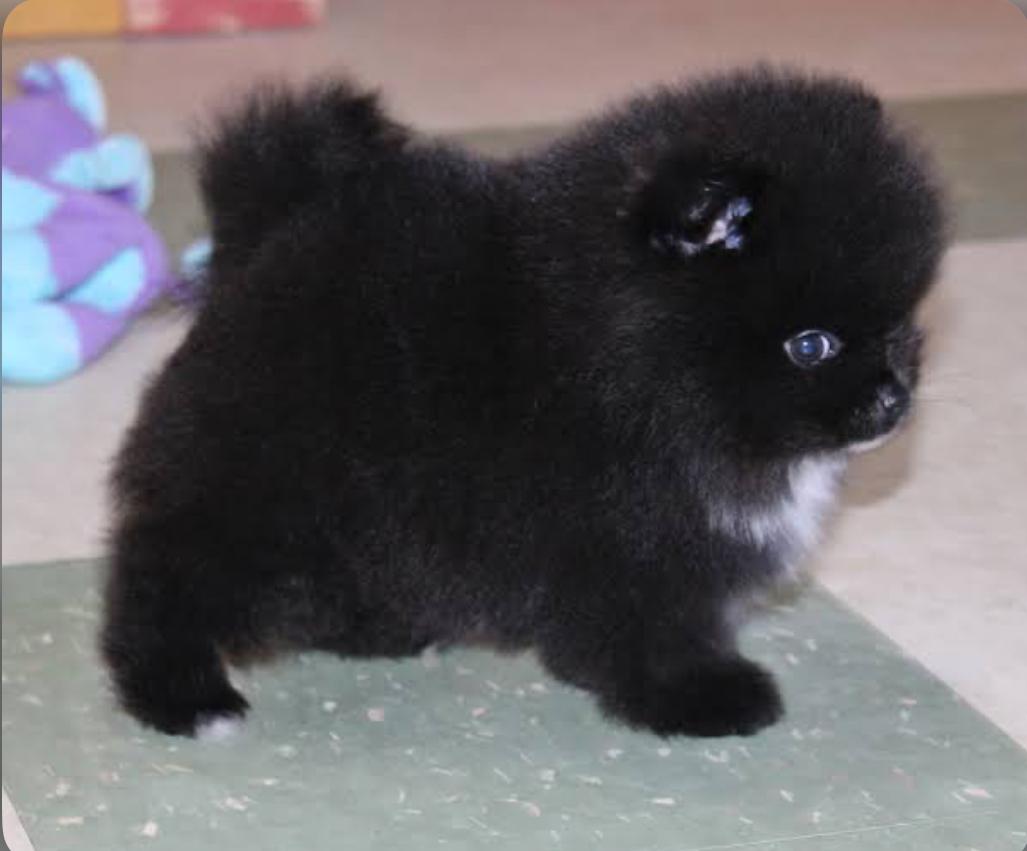 Teddy the Pomeranian